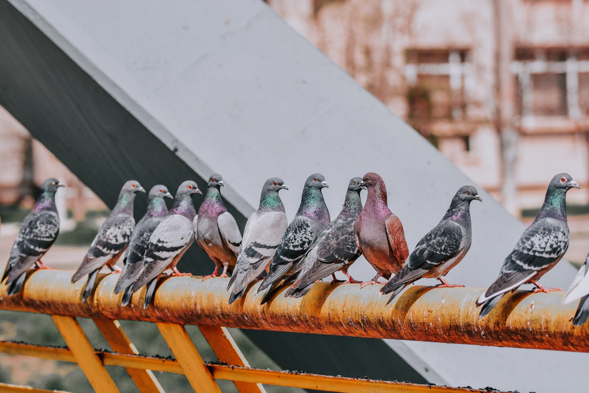 Elon Musk has a new enemy now: Pigeons