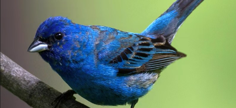 Try Birds Shazam: this app recognizes them by sound